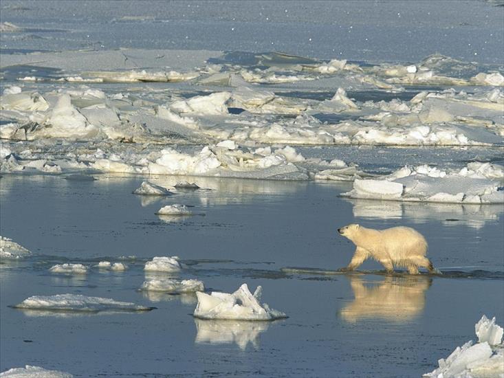KANADA - Polar Bear Crossing the Hudson Bay, Churchill, Manitoba, Can.jpg