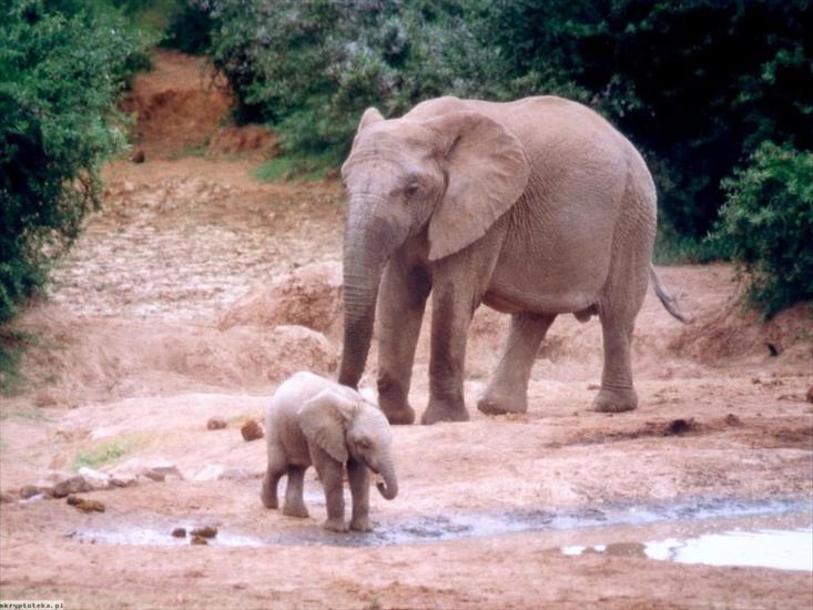 Słonie - Słoń-Słoniątko.jpg