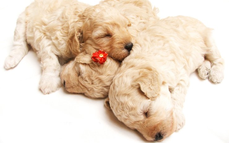 PIESKI - cute_sleeping_puppies-wide.jpg