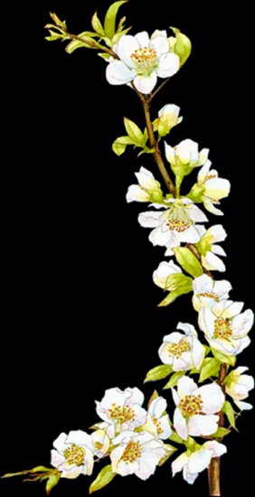 png kwaiaty wiosenne - Blossom02_dede.png
