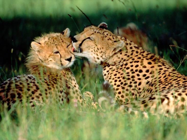 Animals part 2 z 3 - Grooming Cheetahs, Kenya.jpg
