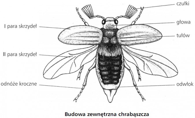 Coleoptera - budowa_zewnętrzna_chrabąszcza.jpg