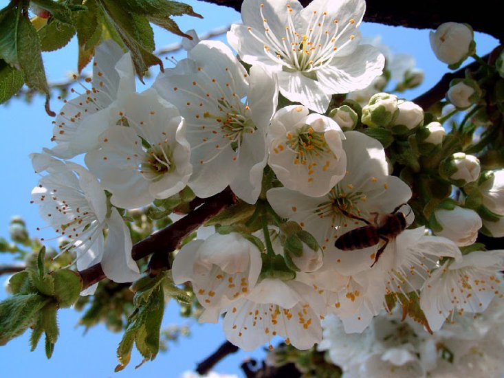 Wiosna -Barwne jpg - spring_nature_10.jpg