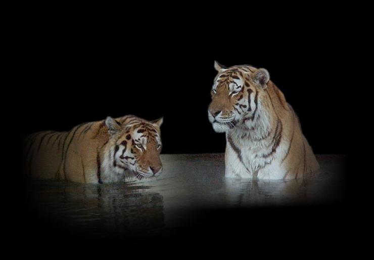 dzikie koty - Tigers.jpg