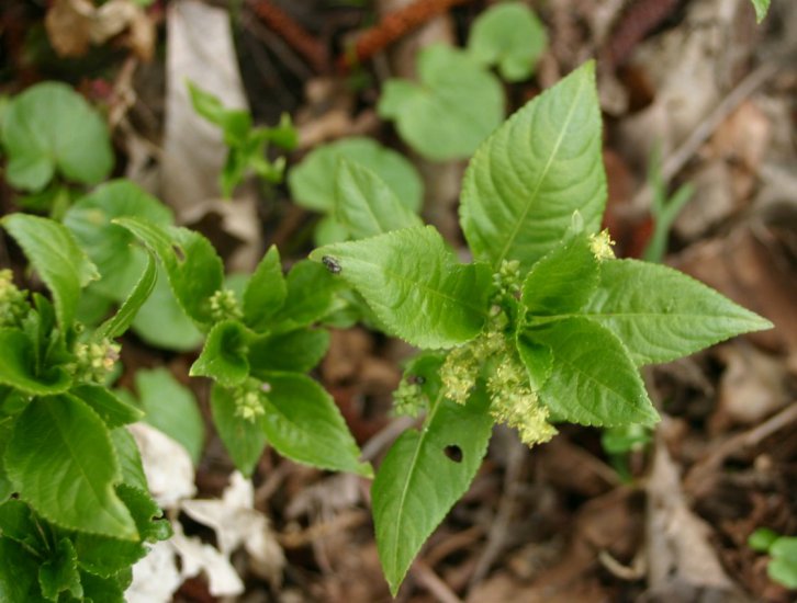 ZIELARSTWO.ZDJĘCIA - ZIOŁA.POLSKA.SZCZYR.TRWAŁY - Mercurialis perennis22.JPG