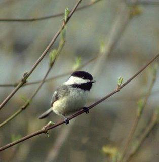 Sikorki - Sikorka_żałobna_parus_lugubris.jpg