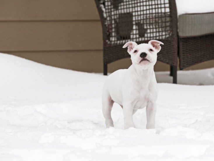 amstafy - 627563-1152x864-american-staffordshire-terrier-puppy-in-snow.jpg