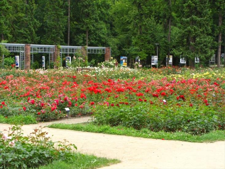 ogrody różane,pergole - szczecin_ogrod_rozany_rozanka.jpg