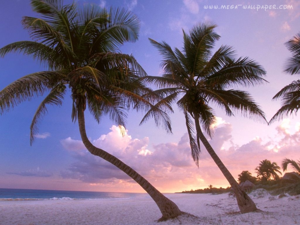 Tapety - 9714_beaches_palms.jpg