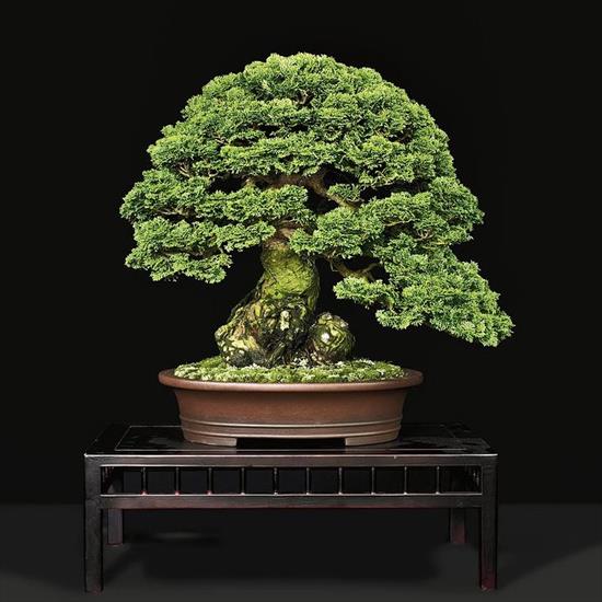   bonsai - najpiękniejsze drzewka - fe4c00e8a83495c9be63c433c4df8a3b.jpg