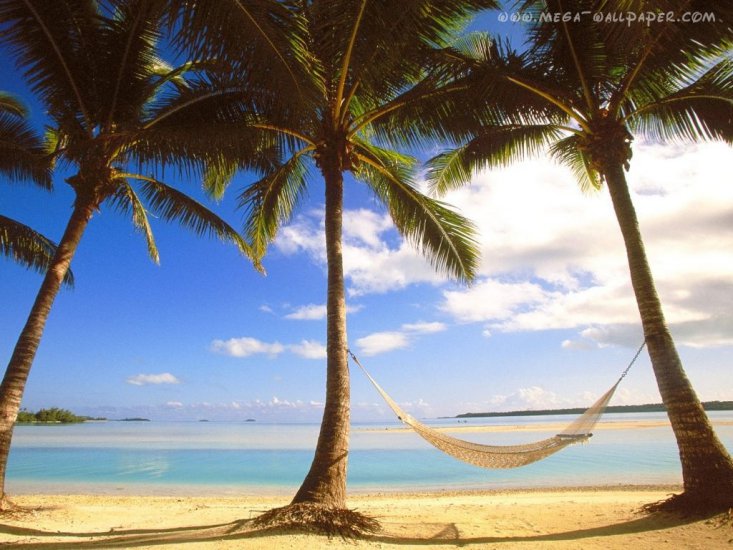 Tapety - 9736_beaches_palms_hammock.jpg
