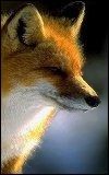 Animals - 100x160_fox_001.jpg