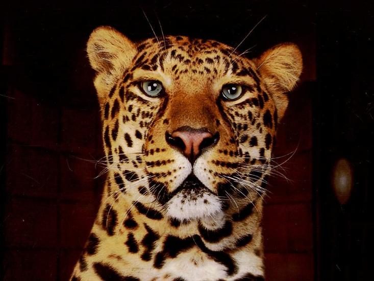 Zwierzęta - Wallpapers_Tiere_Leoparden_Leopard_001.jpg
