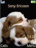 Sony Ericsson 240x320 super motywy - Spaniels.jpg