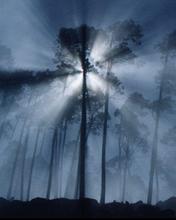 Tapety - fog-trees370700.jpg