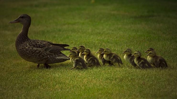 zwierzęta - Mom And Baby Ducks.jpg