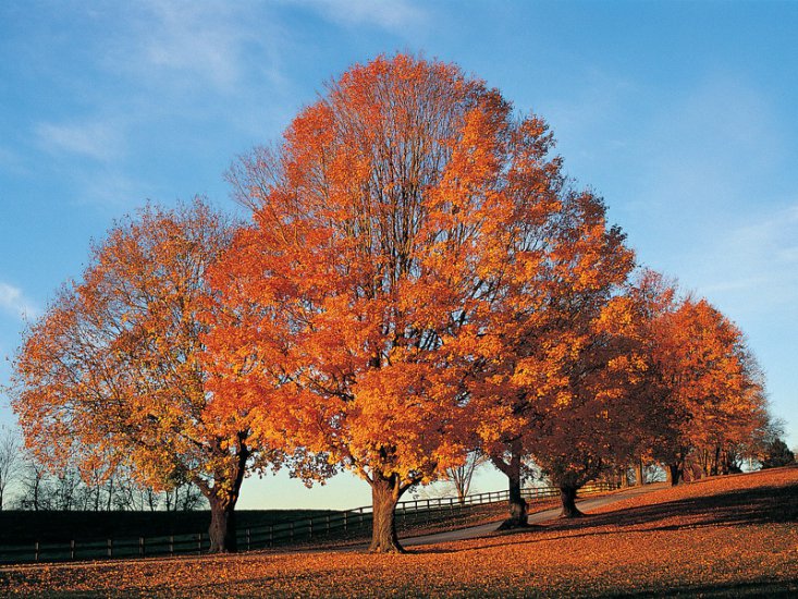 Tapety - Sentinals of Fall, Kentucky.jpg