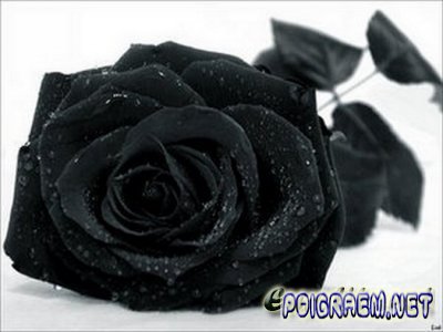 Czarne Róże - 1263092398_1260933800_1198875645_4461.jpeg