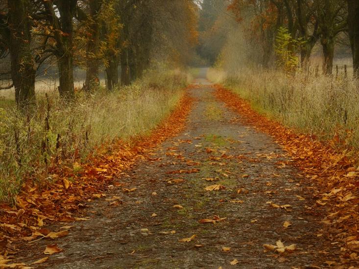 DROGA - autumn-path1.jpg