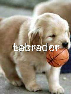 Labradory - I_Luv_Basketball.jpg