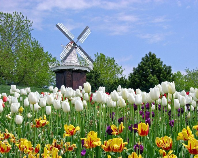TAPETY - wiatrak w tulipanach.jpg