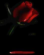 animowane - rosees1.gif
