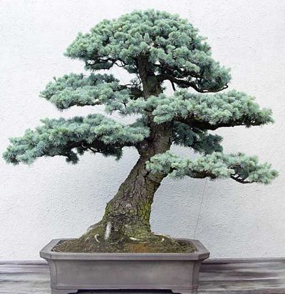 fotki - bonsai_31.jpg