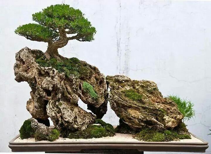   bonsai - najpiękniejsze drzewka - 9419be6eb68b2b9b2fba16dce1c52b9d.jpg