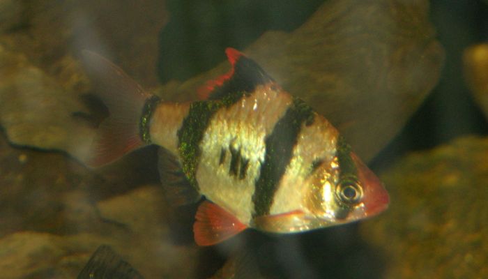 ryby z akwarium - Brzanka sumatrzańska.jpg
