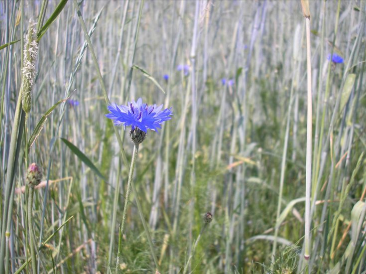 ZIELARSTWO.ZDJĘCIA - ZIOŁA.POLSKA.CHABER.BŁAWATEK - Centaurea cyanus L.3.jpg