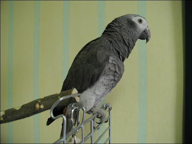 Papużki - papuga.jpg