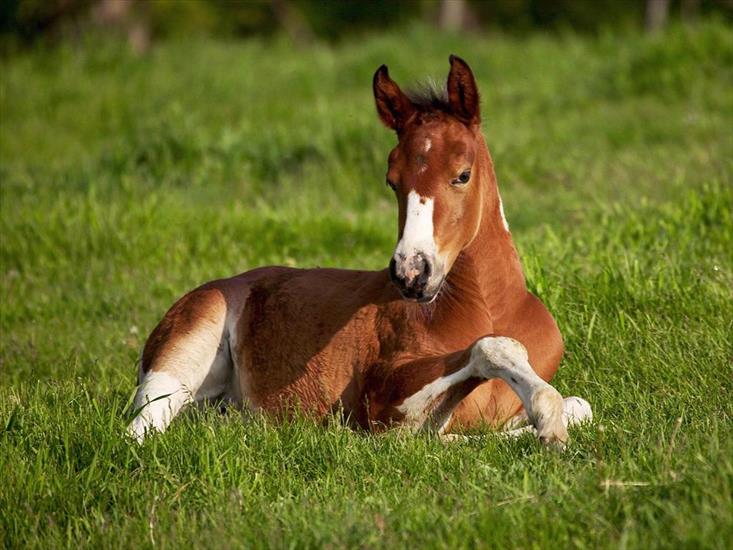 Piękne Konie - american_paint_foal.jpg