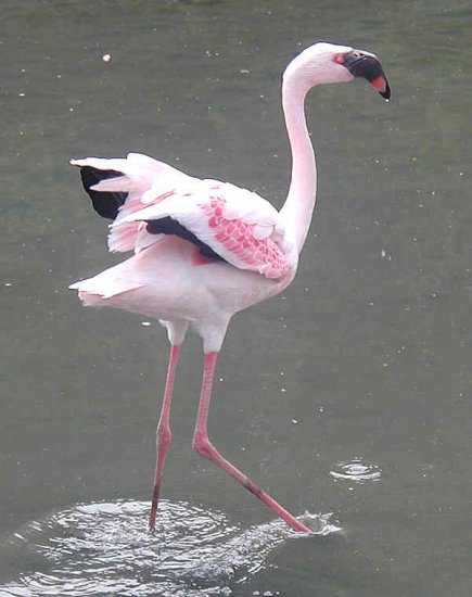 Flamingi - Flaming_mały_minor_lesser._Pingstone.jpg
