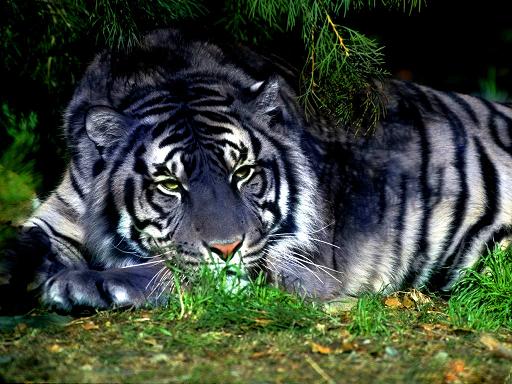 większe koty - Blue_tiger.jpg