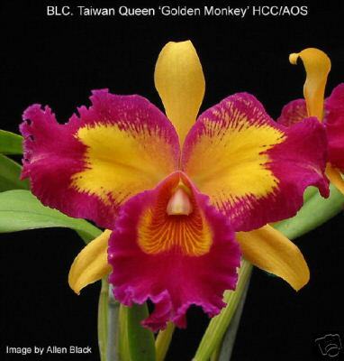 Kwiaty - Cattleya_Taiwan_Queen.JPG