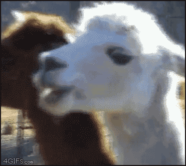 gifs - creepy llama.gif