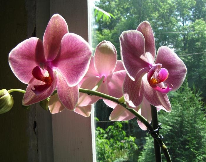 Galeria - orchidea.JPG