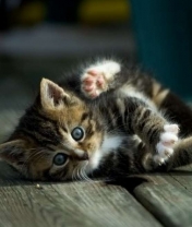 tapety - sweet_kitten.jpg