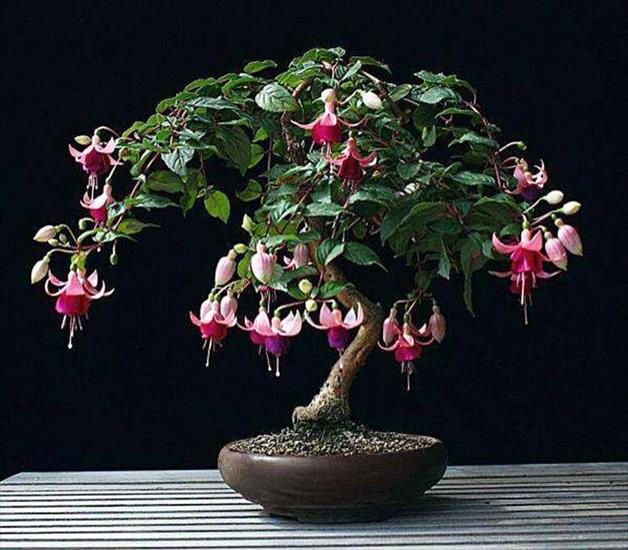   bonsai - najpiękniejsze drzewka - cae4e09fcae1d58163af6e37e541cc89.jpg