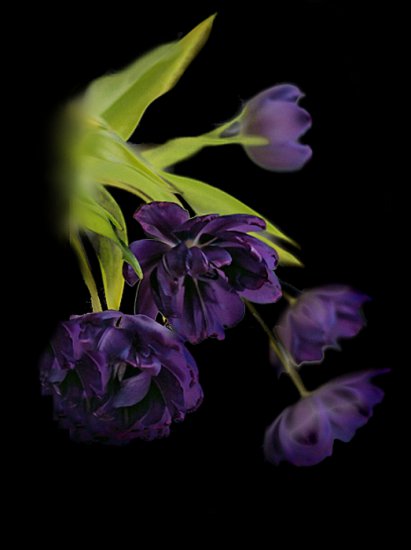 tulipany bez tła - 88512060_8f51c8a7.png