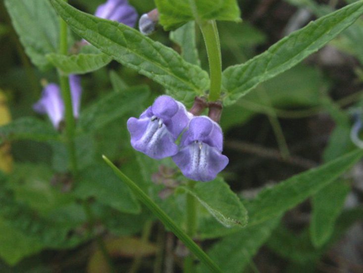 ZIELARSTWO.ZDJĘCIA - ZIOŁA.POLSKA.TARCZYCA.POSPOLITA  - Scutellaria galericulata L.02.jpg