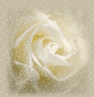 tła-kwiatowe1 - white-rose-lovely-glitter.gif