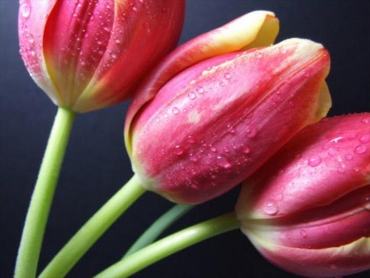 Tulipany - tulipany 94.jpg