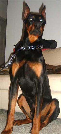 PSY - Doberman20d.jpg