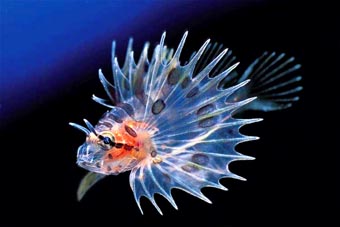 Świat oceanu - antenna fire fish tuamotui island french polynesia.jpg