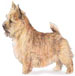 1 - norwich-terrier1.jpg