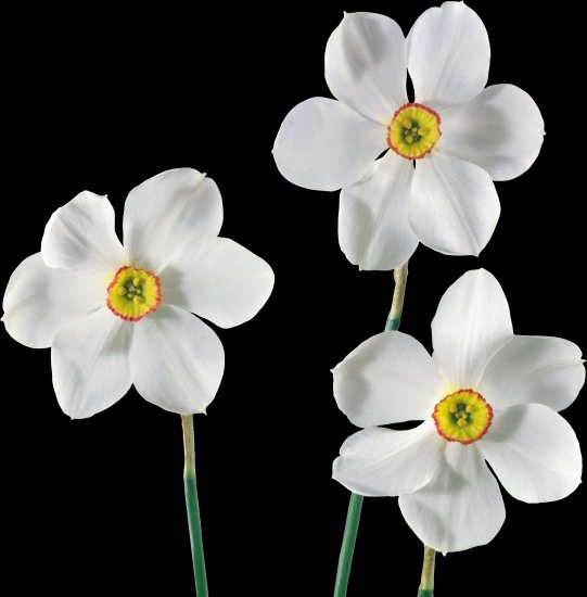 PNG - WIOSENA - KWIATY 2 - Wiosenne kwiaty II 13.png