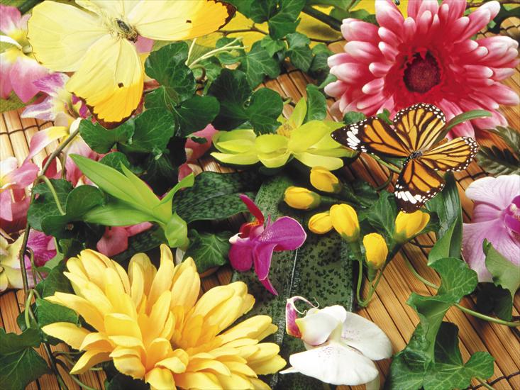 110 Beautiful Butterflies Wallpapers 1600 X 1200 - 21.jpg