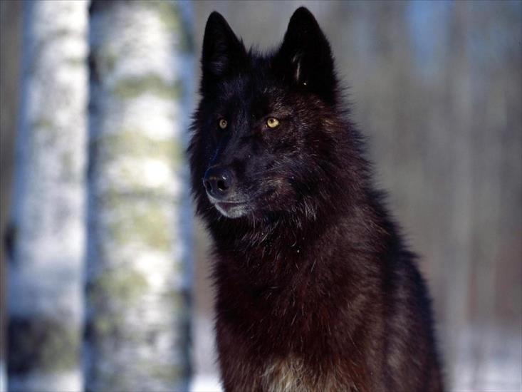 Wilki - wolves 4.jpg