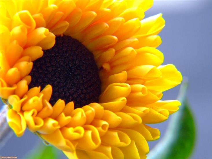 KWIATY-różne - sunflower-71-1024x768.jpg